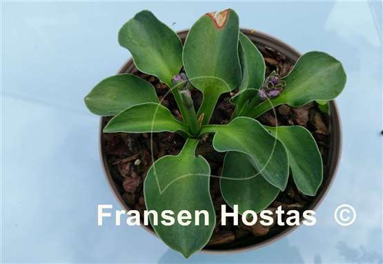 Hosta Spiny Mouse